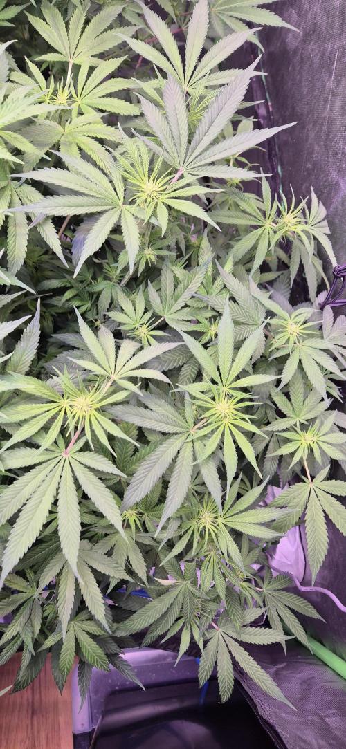 Swiss Dream CBD. Week 10