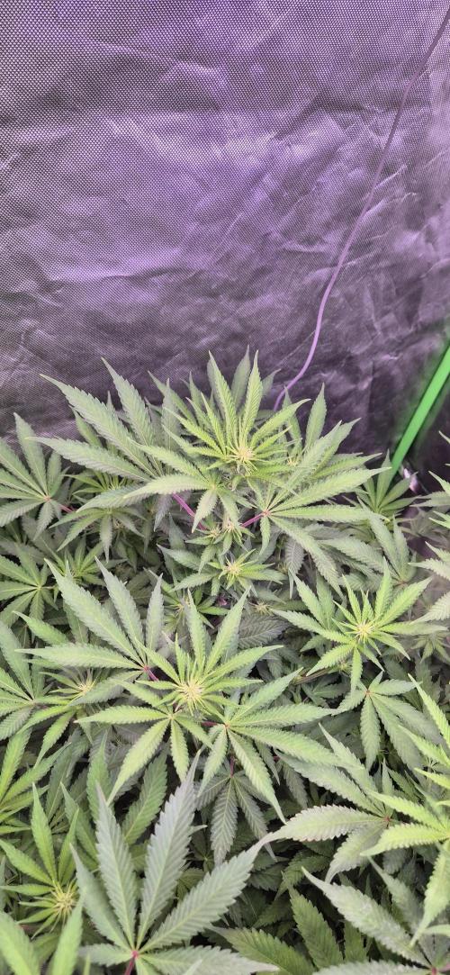 Clementine Slush. Week 10