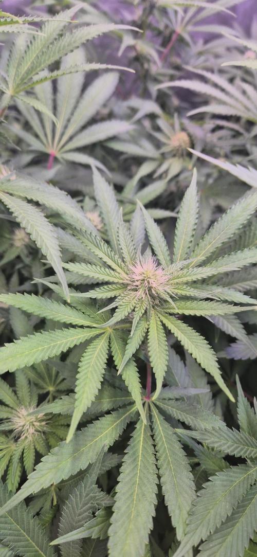 Swiss Dream CBD. Week 11