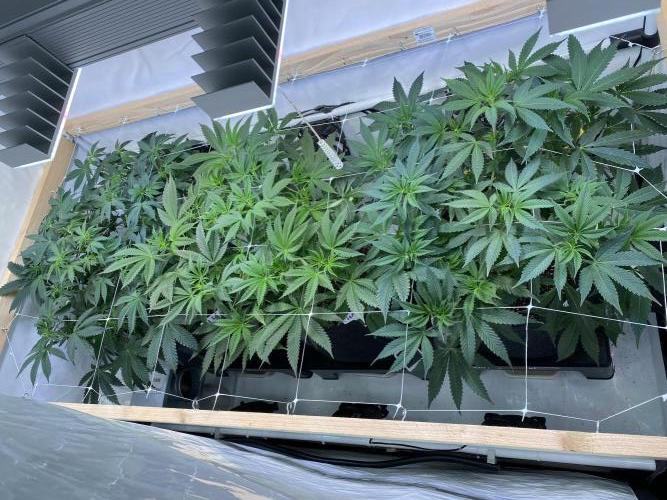 White Runtz X Hollywood. Week 1