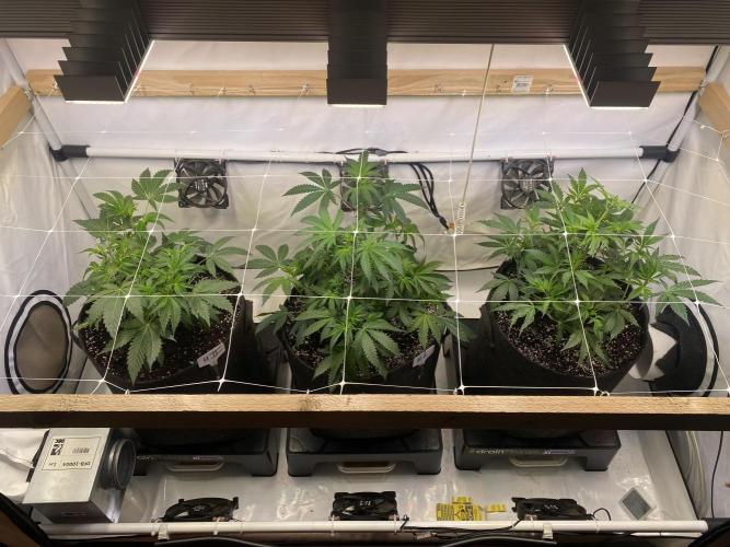 White Runtz X Hollywood. Week 1