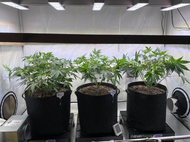 White Runtz X Hollywood. Week 1