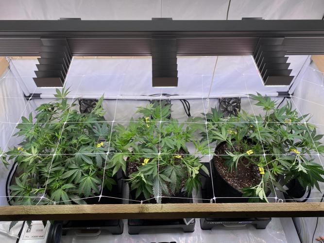 White Runtz X Hollywood. Week 1