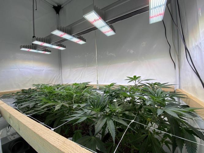 White Runtz X Hollywood. Week 1