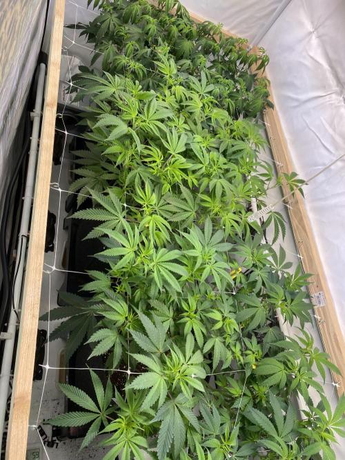 White Runtz X Hollywood. Week 1