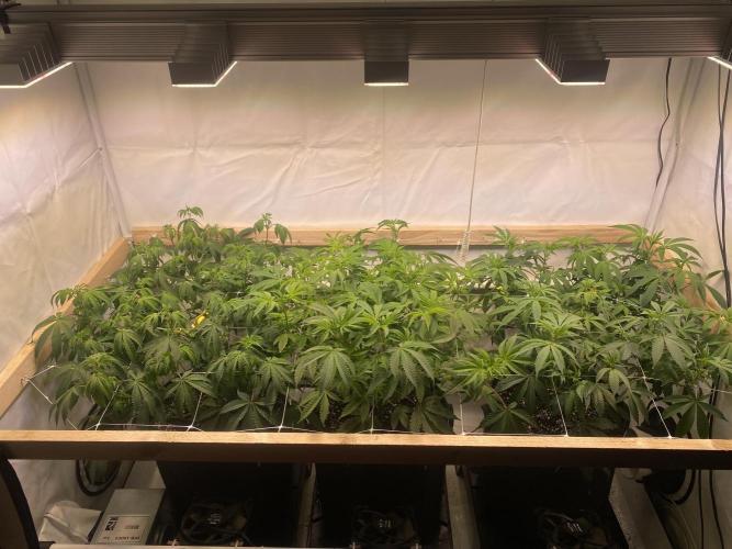 White Runtz X Hollywood. Week 1