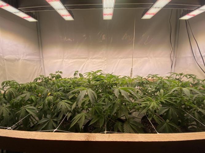 White Runtz X Hollywood. Week 1