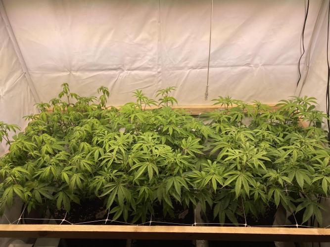 White Runtz X Hollywood. Week 1