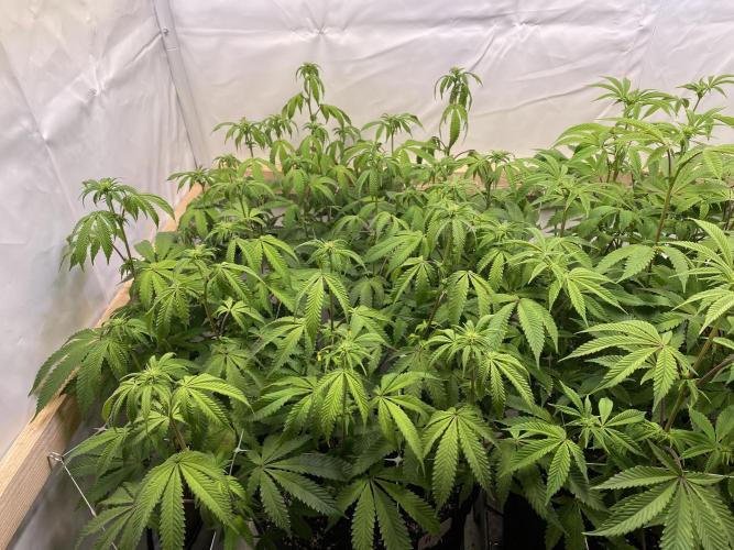 White Runtz X Hollywood. Week 1