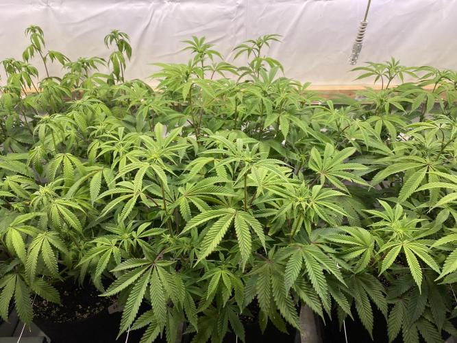 White Runtz X Hollywood. Week 1