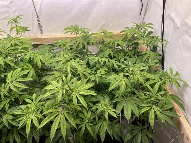 White Runtz X Hollywood. Week 1