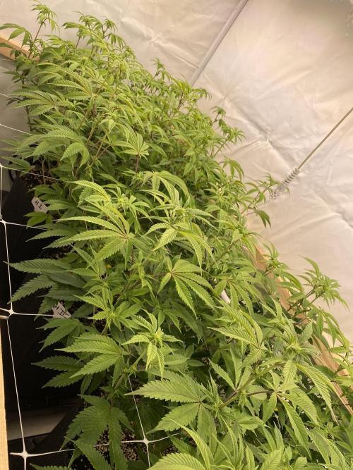 White Runtz X Hollywood. Week 1