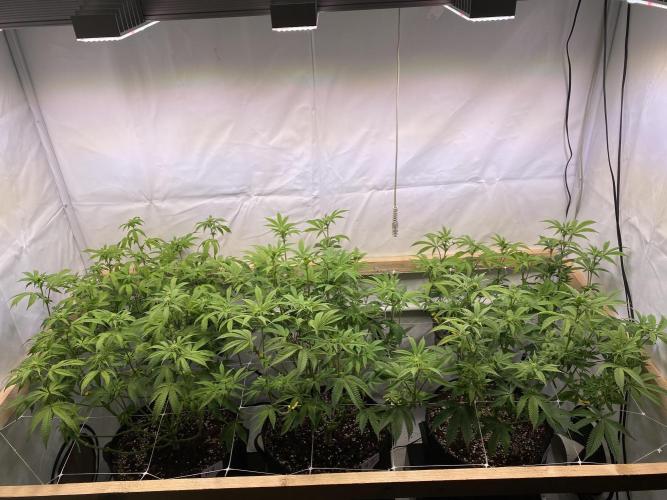 White Runtz X Hollywood. Week 1