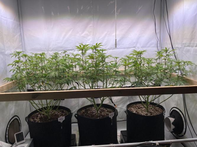 White Runtz X Hollywood. Week 1