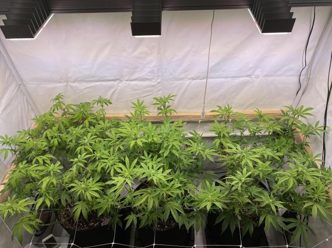 White Runtz X Hollywood. Week 1