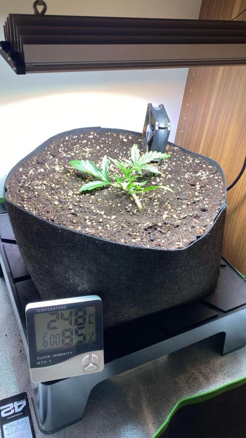 Ztrawberriez Auto. Week 0