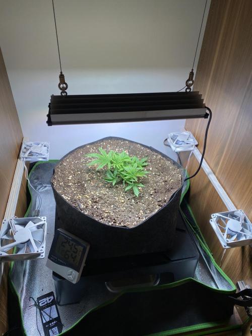 Ztrawberriez Auto. Week 0