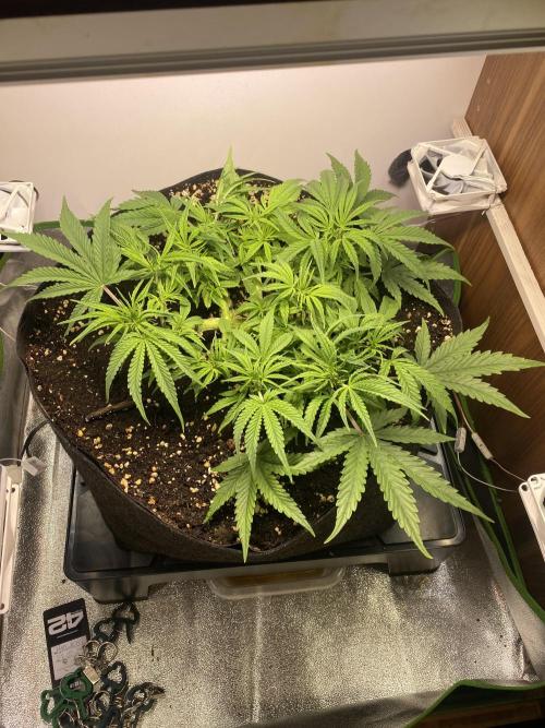 Ztrawberriez Auto. Week 3