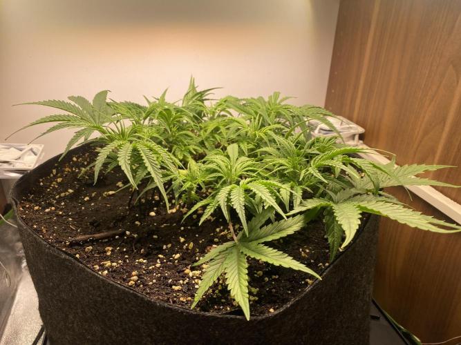 Ztrawberriez Auto. Week 3