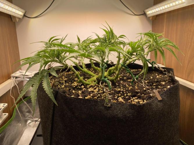 Ztrawberriez Auto. Week 3