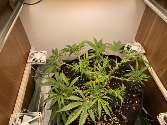 Ztrawberriez Auto. Week 3