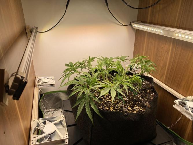 Ztrawberriez Auto. Week 3