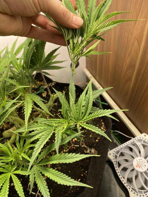 Ztrawberriez Auto. Week 3