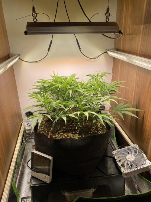 Ztrawberriez Auto. Week 6