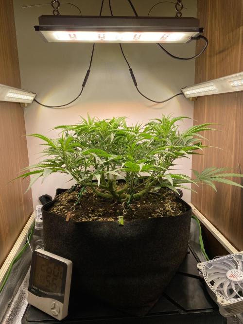 Ztrawberriez Auto. Week 6