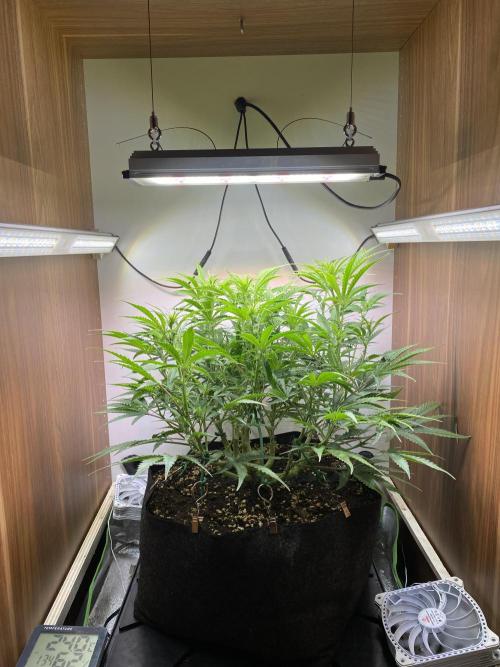 Ztrawberriez Auto. Week 6