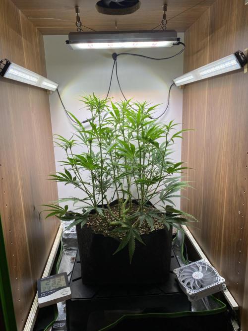 Ztrawberriez Auto. Week 6