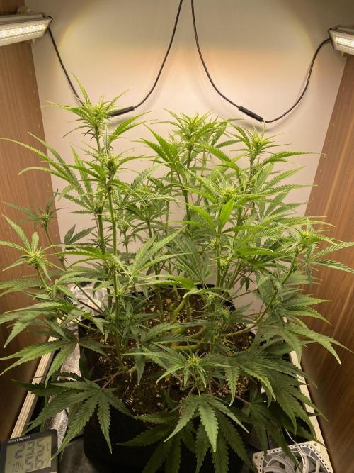 Ztrawberriez Auto. Week 6