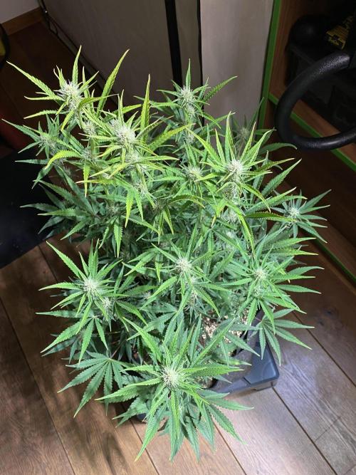 Ztrawberriez Auto. Week 6