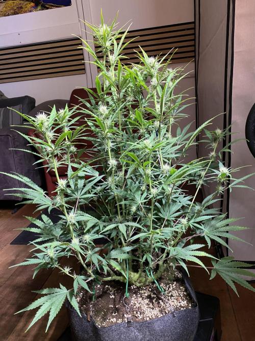 Ztrawberriez Auto. Week 6