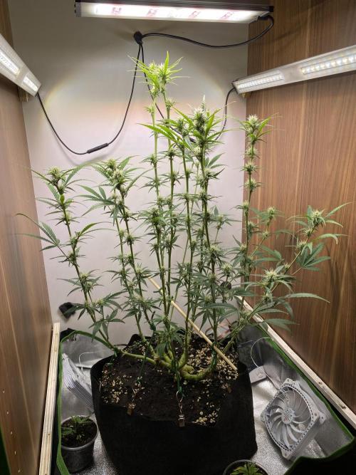 Ztrawberriez Auto. Week 6