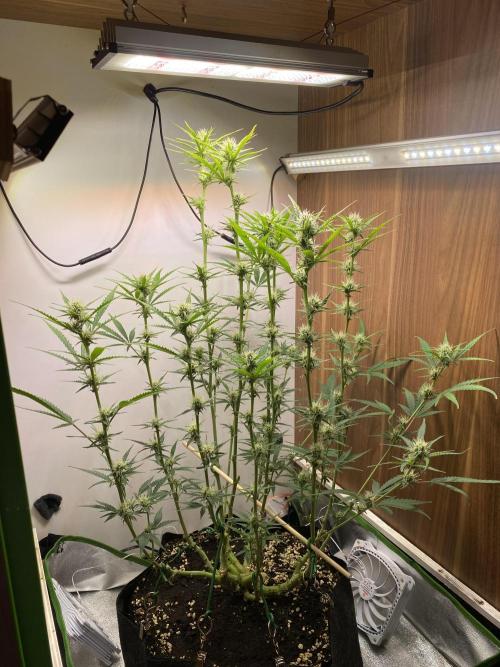 Ztrawberriez Auto. Week 6