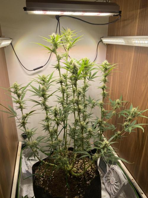 Ztrawberriez Auto. Week 6