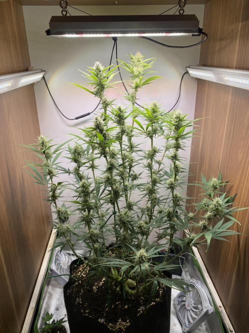 Ztrawberriez Auto. Week 6