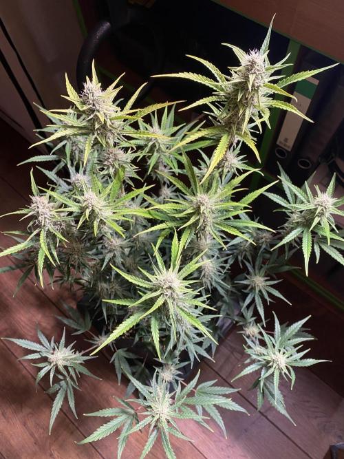 Ztrawberriez Auto. Week 6