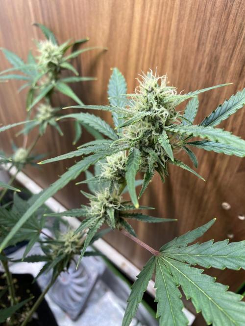 Ztrawberriez Auto. Week 6