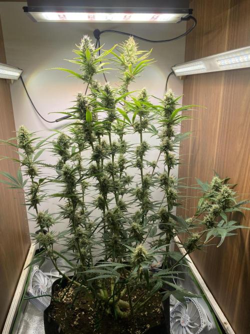 Ztrawberriez Auto. Week 6