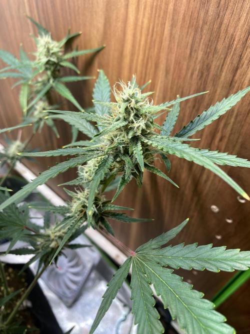 Ztrawberriez Auto. Week 6