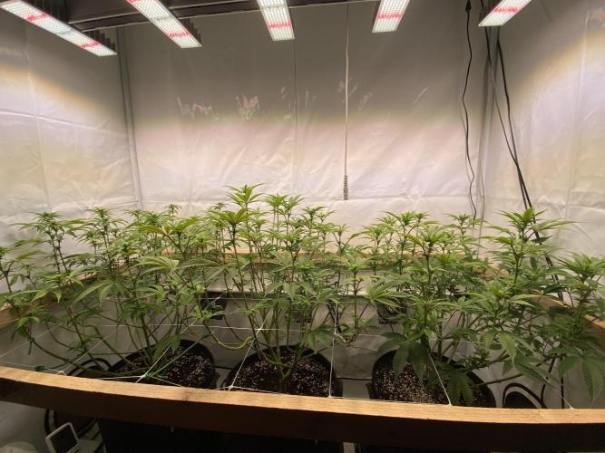 White Runtz X Hollywood. Week 3