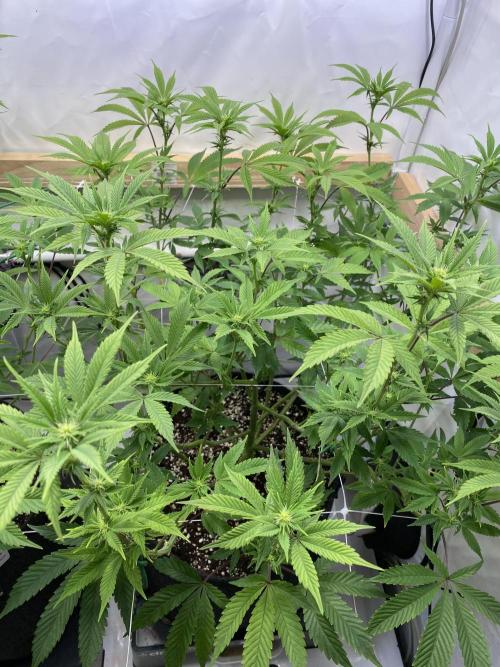 White Runtz X Hollywood. Week 3