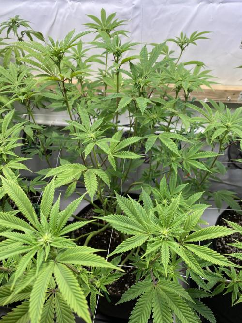 White Runtz X Hollywood. Week 3