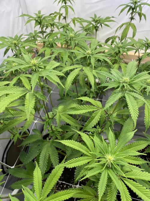 White Runtz X Hollywood. Week 3