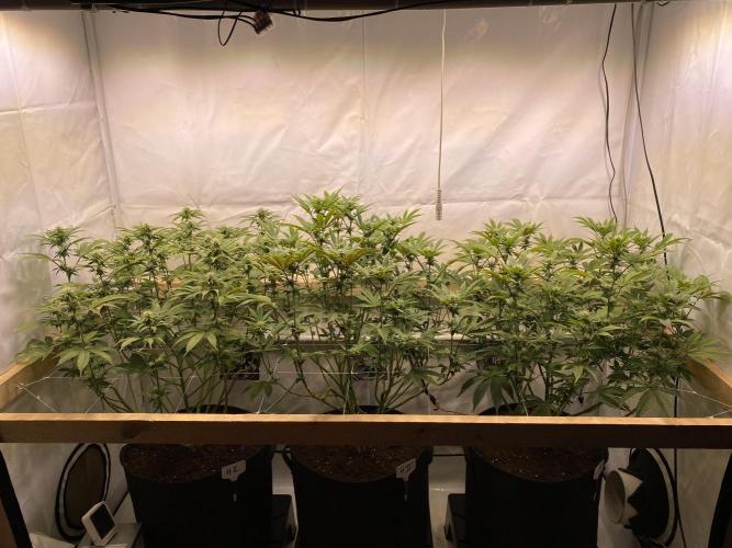 White Runtz X Hollywood. Week 5