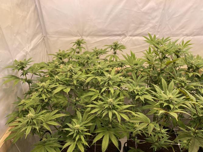 White Runtz X Hollywood. Week 5