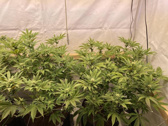 White Runtz X Hollywood. Week 5