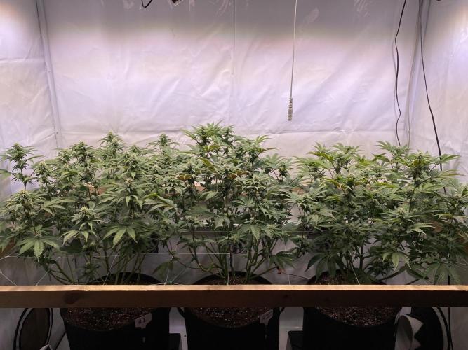 White Runtz X Hollywood. Week 5